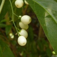 Cestrum nocturnum L.